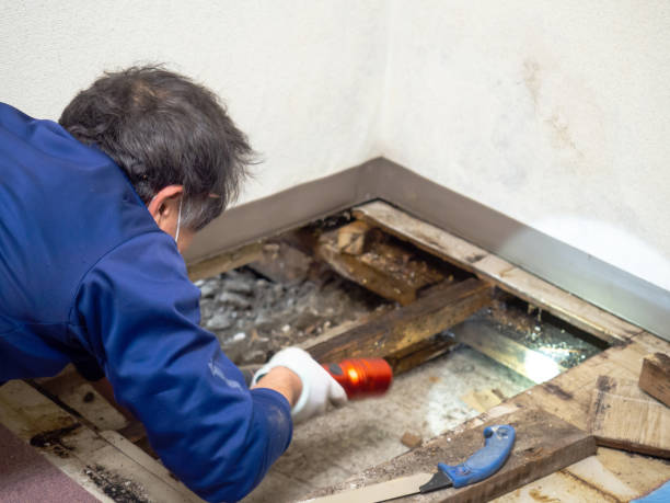 Best Water Damage Restoration  in Walworth, WI