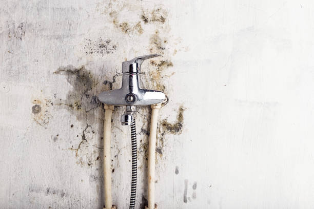 Best Residential Mold Removal  in Walworth, WI