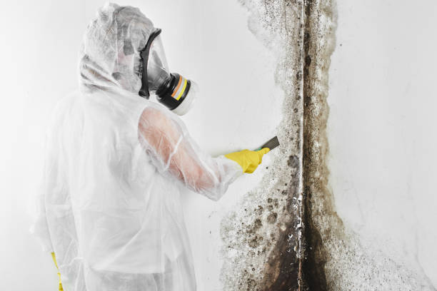 Best Emergency Mold Removal  in Walworth, WI