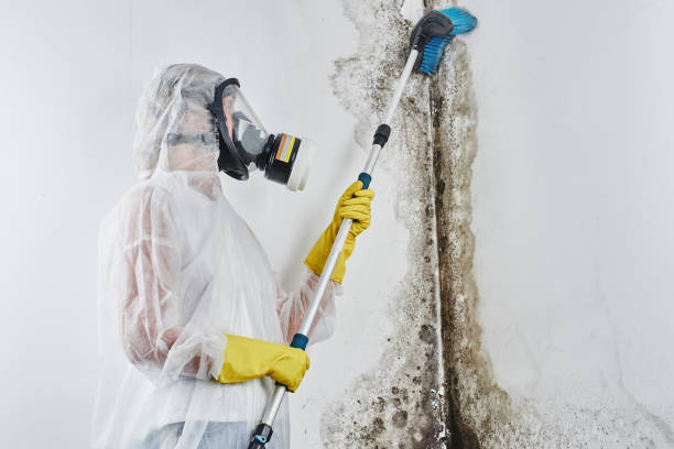 Mold Removal and Inspection in Walworth, WI