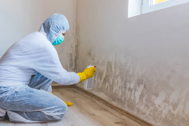 Best Attic Mold Removal  in Walworth, WI