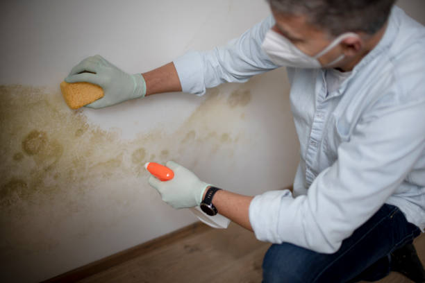 Best Black Mold Removal  in Walworth, WI