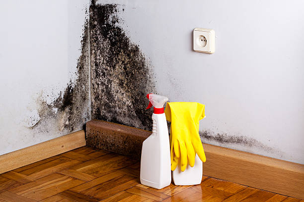 Best Black Mold Removal  in Walworth, WI