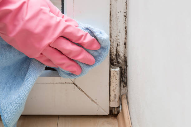 Best Toxic Mold Removal  in Walworth, WI
